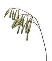 Ramo Pisello Verde h 125 cm