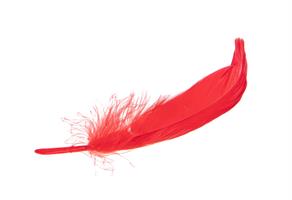 Piume Rosso h 9/15 cm Cf 20/25 Pz