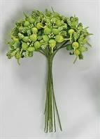 Mazzetto x 12 Pratolina Berry Verde h 12 cm Ø 3 cm