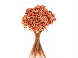 Clixia Rosa h 45 cm