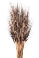 Grano Baffo Nero h 90 cm Cf 100 Pz