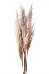 Pampas Naturale h 170 cm Cf 3 Pz