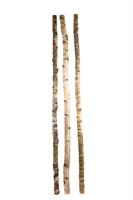 Rami Betulla Naturale h 60 cm Cf 6 Pz