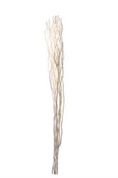 Salix Willow