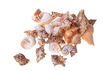 Conchiglie Miste Naturale Cf 500 Gr