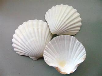 Conchiglia Pec Ten h 10 cm Cf 1 Kg