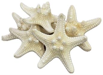 Stella Marina Bianco Ø 5/7 cm CF 10 Pz