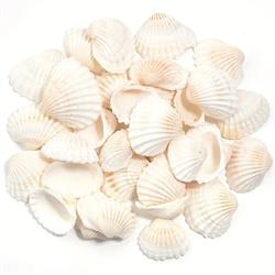 Conchiglia Arca h 3.5 cm Cf 1 Kg