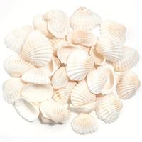 Conchiglia Arca h 3.5 cm Cf 1 Kg