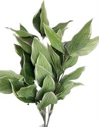 Bush Pianta Hosta h 86 cm