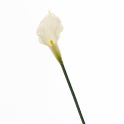 Ramo Calla Crema h 58 cm
