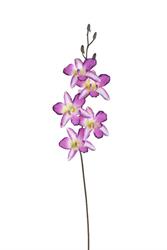 Ramo Dendrobium x5 h 63 cm
