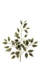 Foglia Ficus Ar