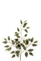 Foglia Ficus Ar