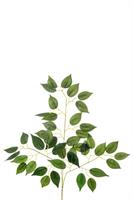 Foglia Ficus Ar Verde h 56 cm 42F