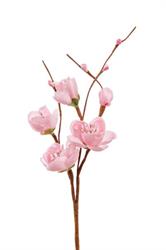Pick Pesco Rosa h 20 cm