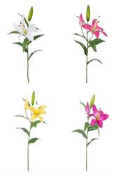 Ramo Lilium