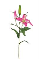 Ramo Lilium Beauty h 68 cm