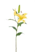 Ramo Lilium Giallo h 68 cm