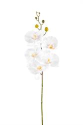 Ramo Phalenopsis Lusso