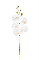 Ramo Phalenopsis Lusso