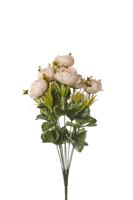 Bush Peonia x 10 Crema h 45 cm
