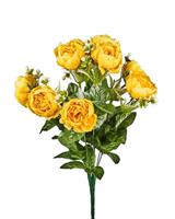 Bush Peonia x 10 Giallo h 45 cm