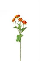 Ramo Ranuncolo x 4 Arancio h 60 cm