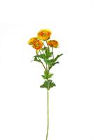 Ramo Ranuncolo x 4 Giallo h 60 cm