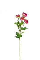 Ramo Ranuncolo x 4 Rosa h 60 cm