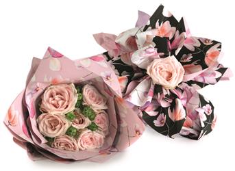 Bobina PP Bergenia FP2L+ST1L 40MY