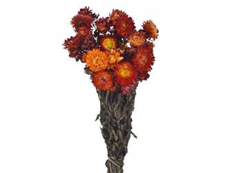 Mazzo Helichrysum Arancio h 40 cm