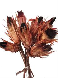 Protea Longifolia Naturale h 30 cm