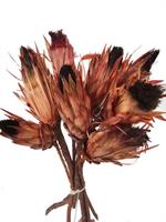Protea Longifolia Naturale h 30 cm