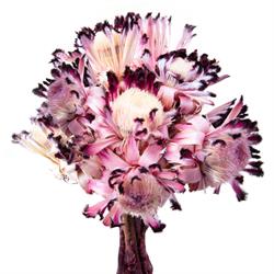 Protea Nerifoglia Naturale h 30 cm