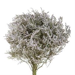 Mazzo Statice Tatarica Naturale h 50 cm