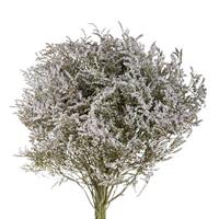Mazzo Statice Tatarica Naturale h 50 cm