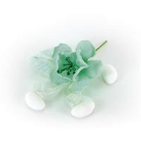 Pick Gardenia Tiffany h 12 cm Ø 6 cm