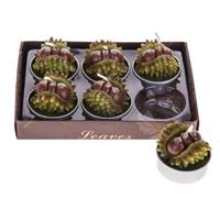 Candela T-light Castagne h 4 cm Cf 6 Pz