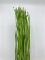 Midollino Verde h 80 cm Ø 2 mm