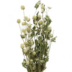 Gonfrena Naturale