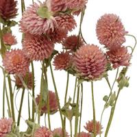 Gonfrena Naturale Rosa h 60 cm