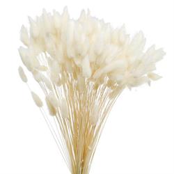 Lagurus Naturale