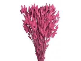 Lagurus Naturale