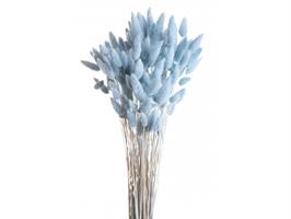 Lagurus Naturale