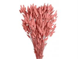 Lagurus Naturale