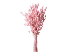 Lagurus Naturale