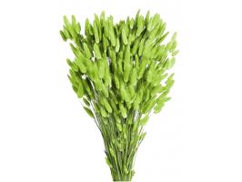 Lagurus Naturale