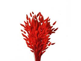 Lagurus Naturale