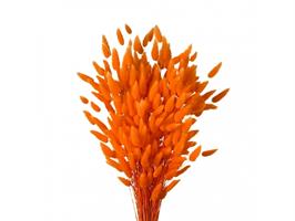 Lagurus Naturale